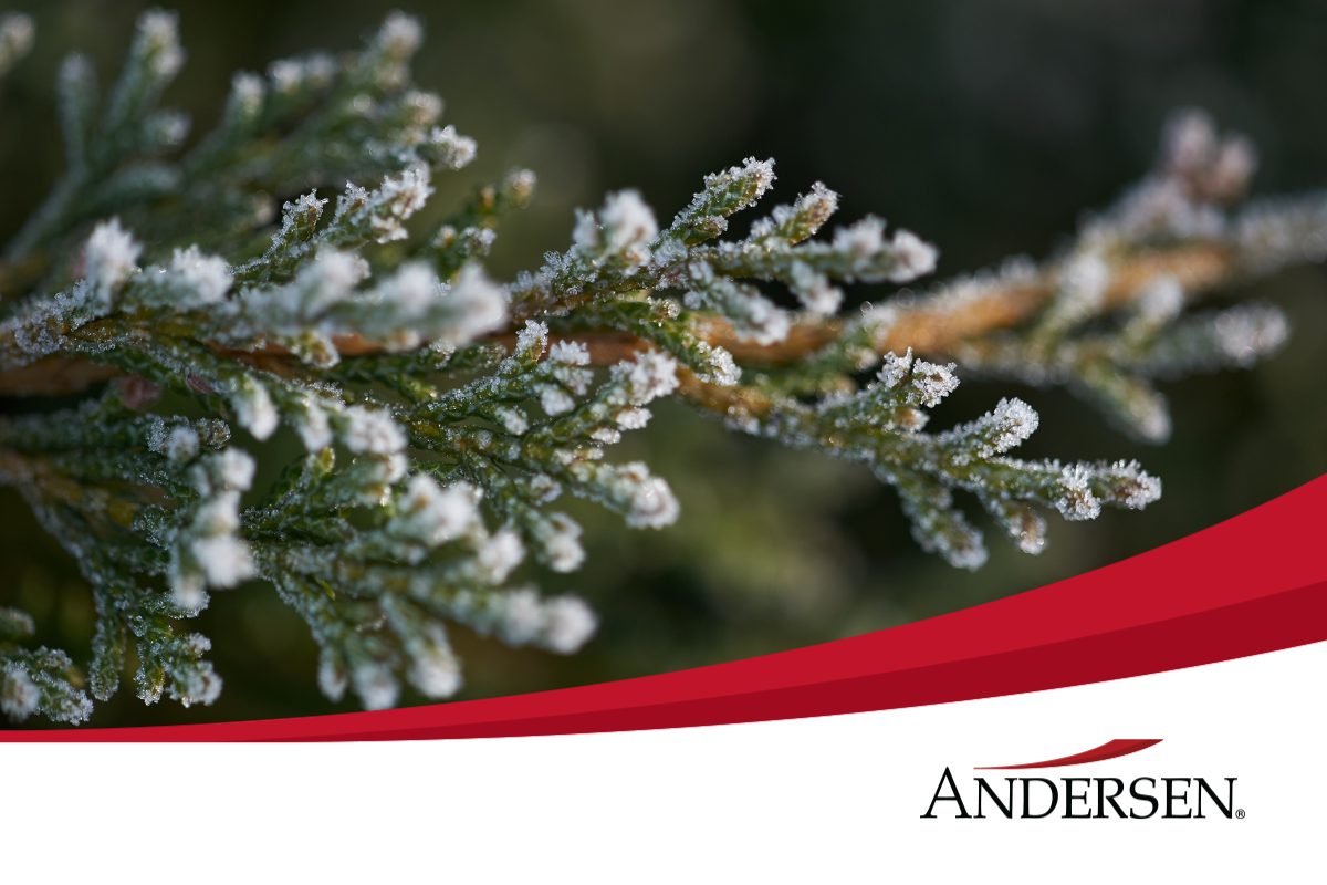 December 2025 - Newsletter Cover